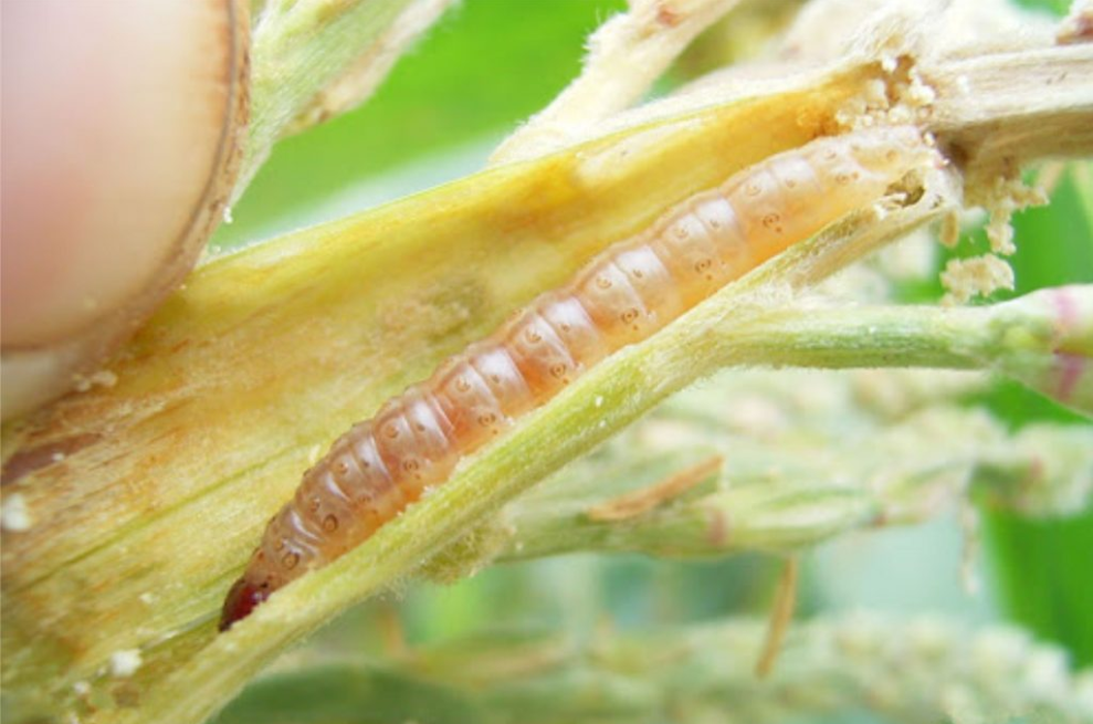 Penyakit Pada Tanaman Jagung yang Harus Diwaspadai