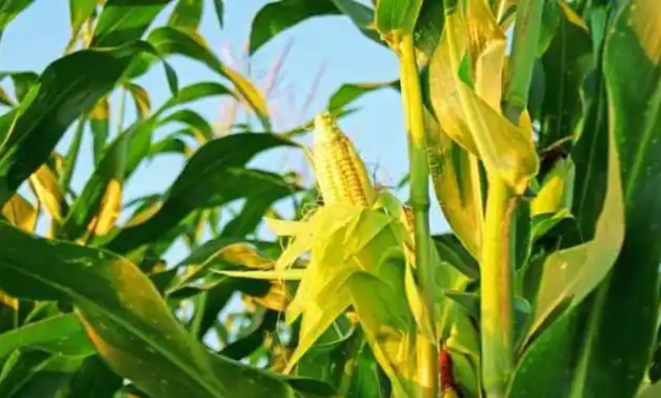 Cara Merawat Tanaman Jagung Agar Tumbuh Subur