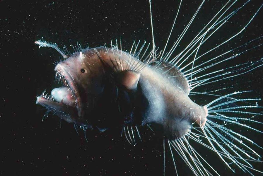 Makhluk di Laut Dalam Punya Kemampuan Hidup di Bawah Tekanan