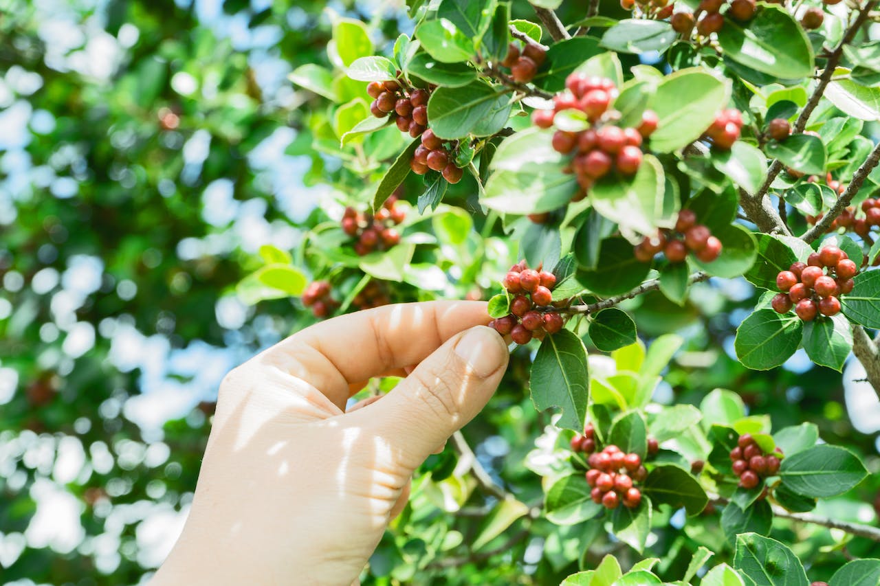 Jenis Tanaman Kopi di Indonesia, Bukan Hanya Arabika