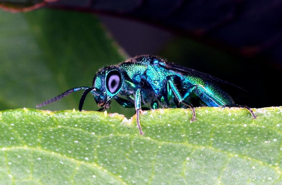 Mengenal Entomologi Dalam Biologi beserta Contoh Lengkap