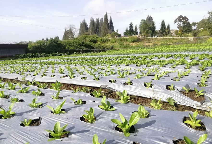 Pentingnya Mulsa Plastik Untuk Tanaman Dalam Perkebunan Anda