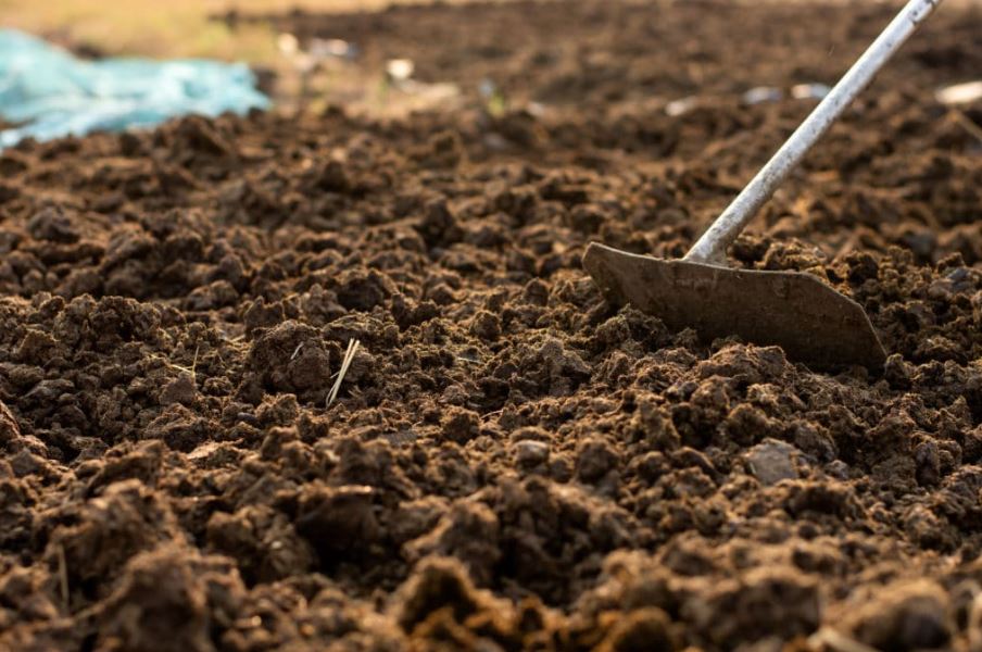 Manfaat Kotoran Sapi Untuk Tanaman Agar Bisa Tumbuh Maksimal